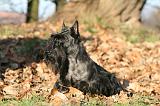 SCOTTISH TERRIER 117